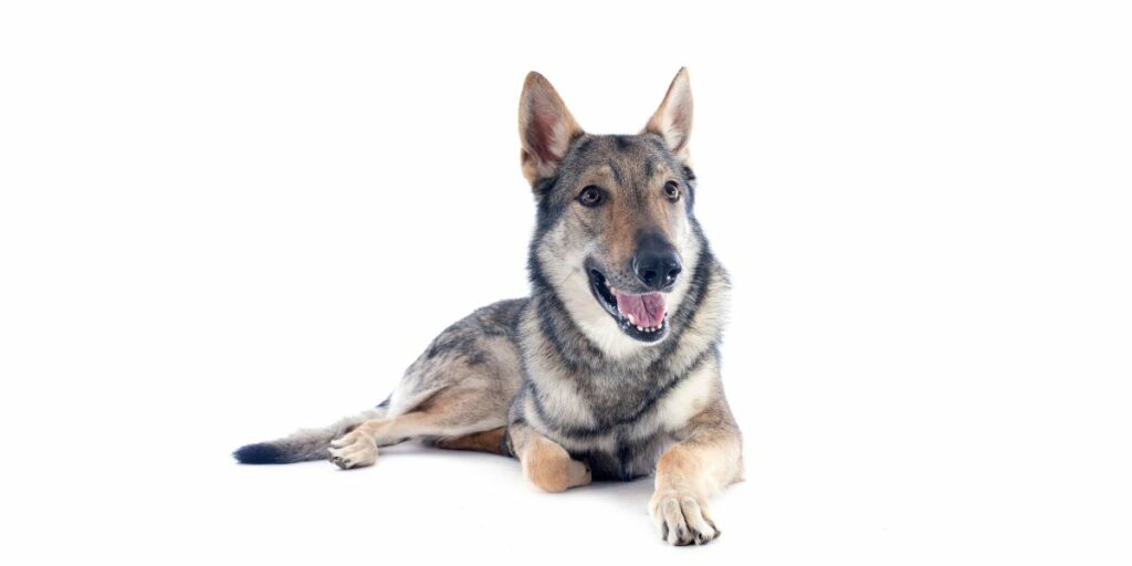 Cane Lupo Cecoslovacco