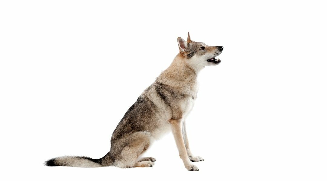 Il Cane Lupo Cecoslovacco: standard di razza
