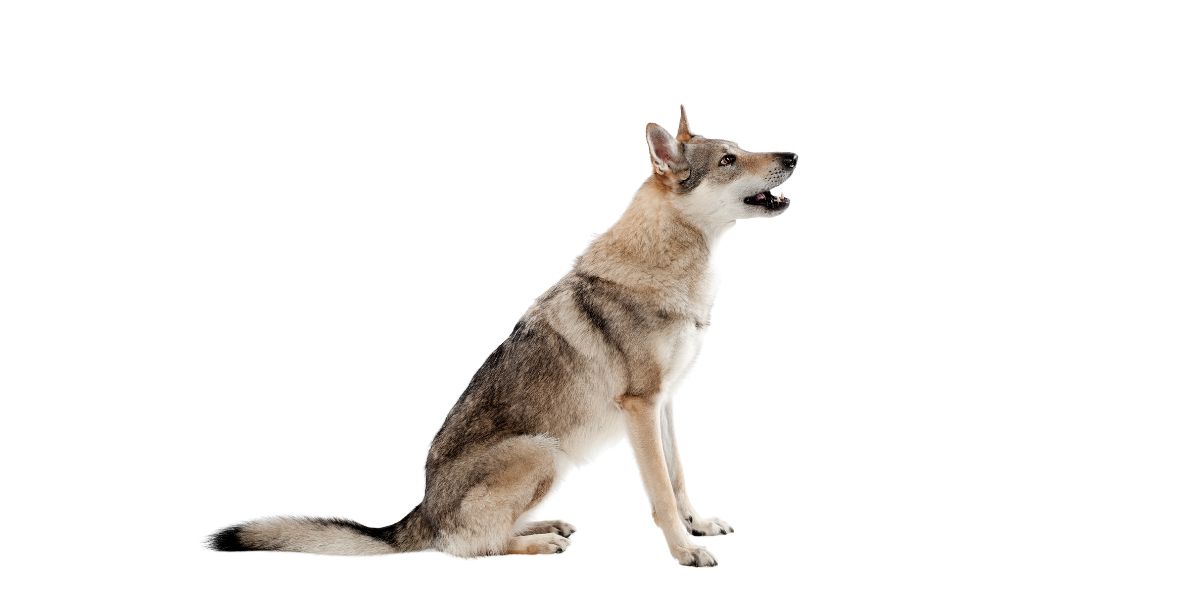 Cane Lupo Cecoslovacco