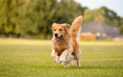 Golden Retriever: analisi approfondita dello standard di razza