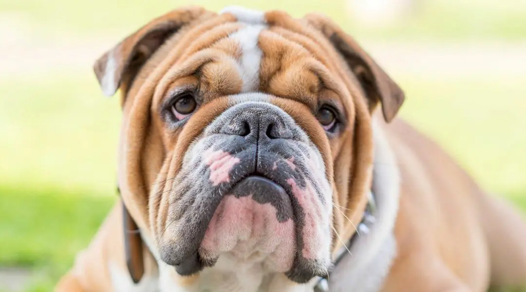 Qual è la razza di cane più tranquilla?