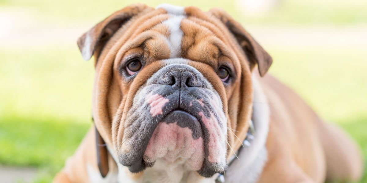 Bulldog Inglese