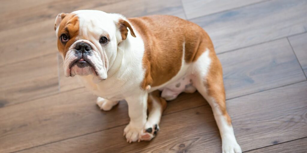 Bulldog Inglese