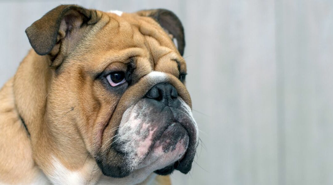 Il Bulldog Inglese: analisi approfondita dello standard di razza
