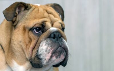 Il Bulldog Inglese: analisi approfondita dello standard di razza