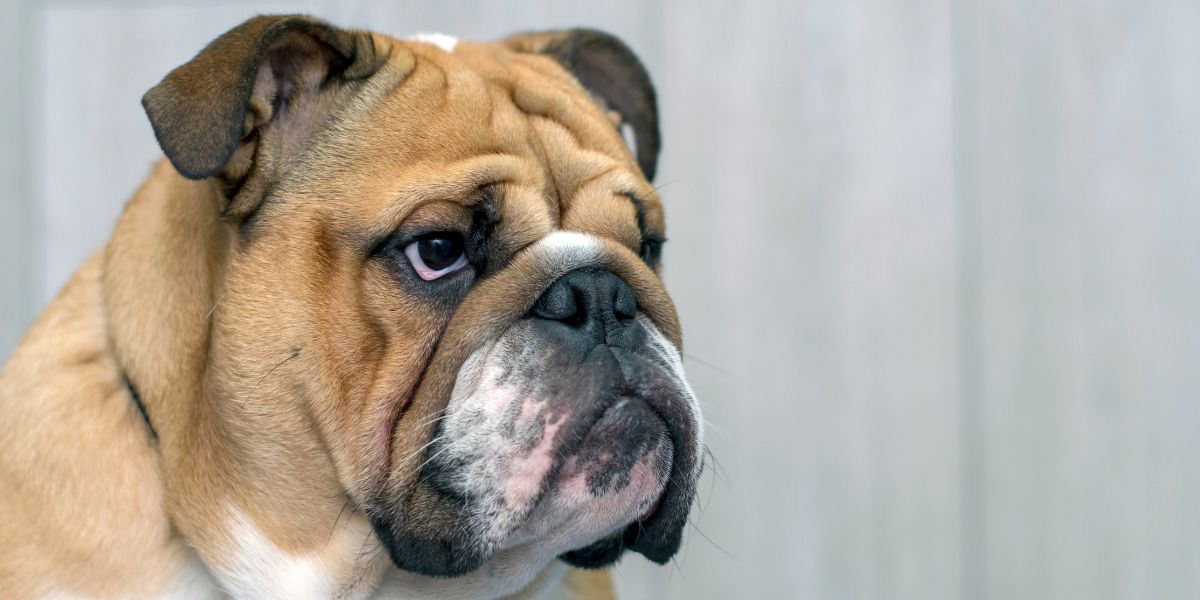 Bulldog Inglese