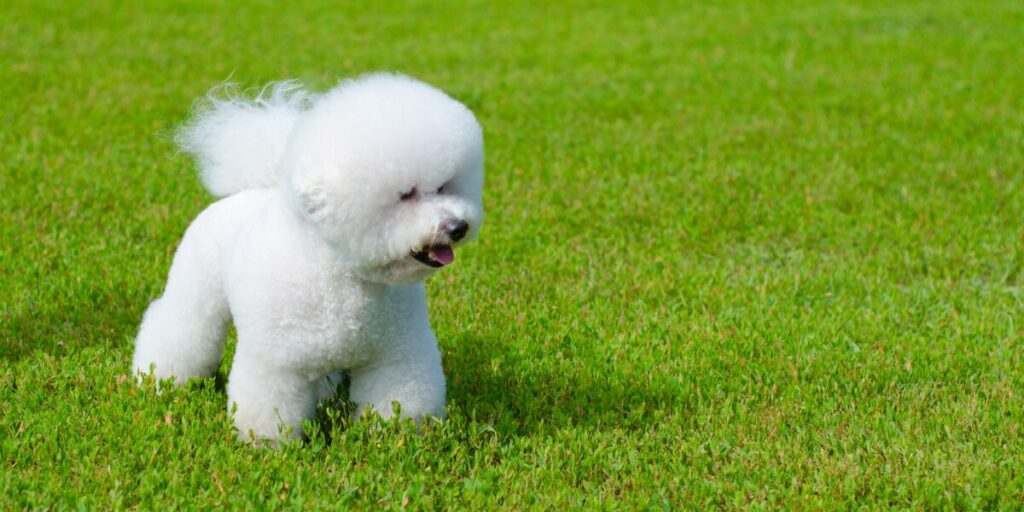 Bichon Frisé