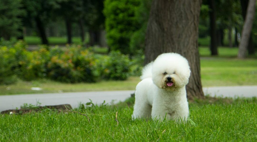 Il Bichon Frisé: analisi approfondita dello standard di razza