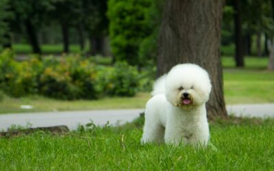 Il Bichon Frisé: analisi approfondita dello standard di razza