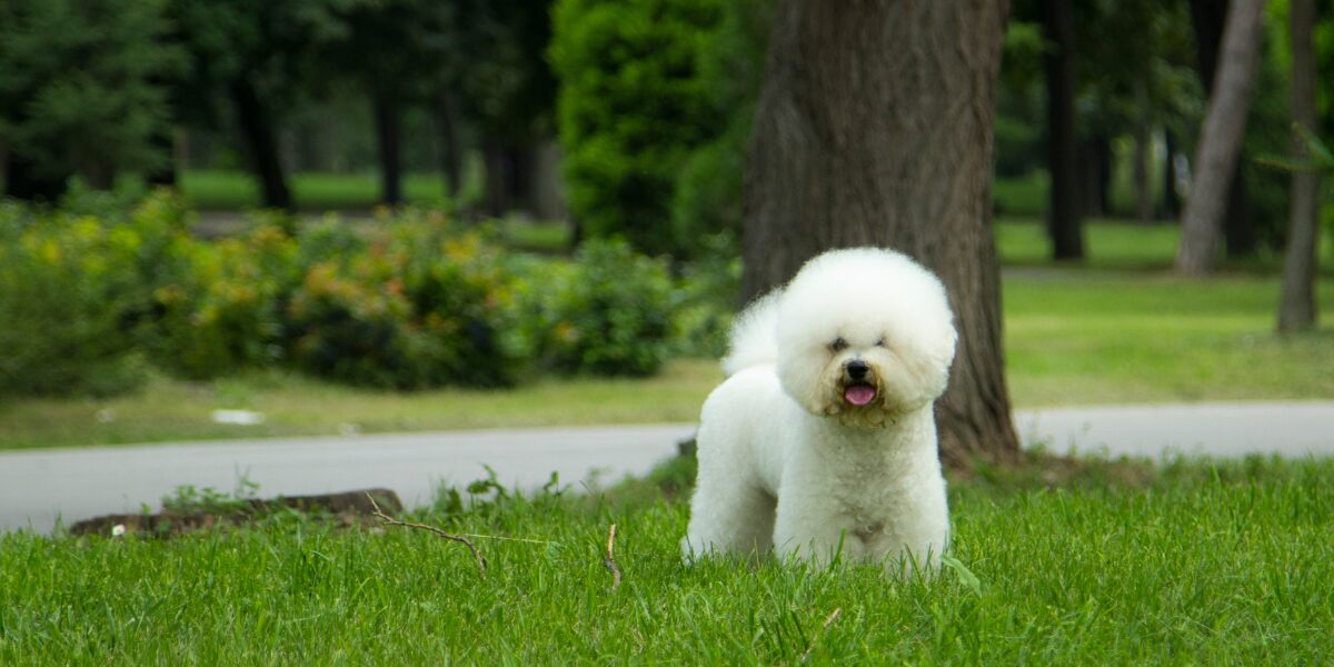 Bichon Frisé