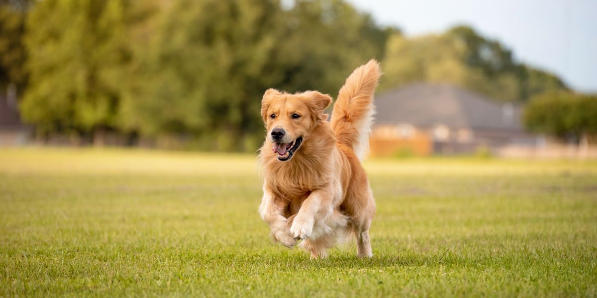 Golden Retriever