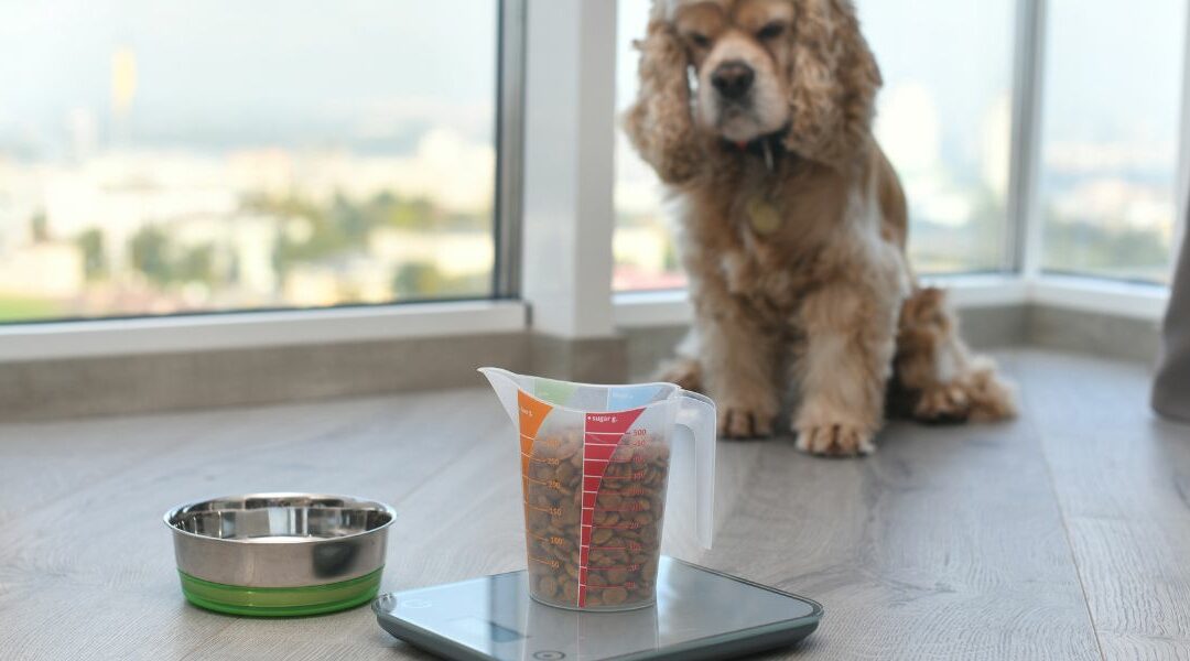 Cosa può o non può mangiare un cane?