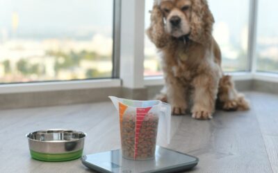Cosa può o non può mangiare un cane?