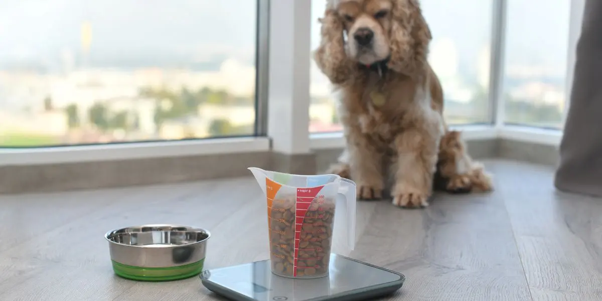 Cosa può o non può mangiare un cane?