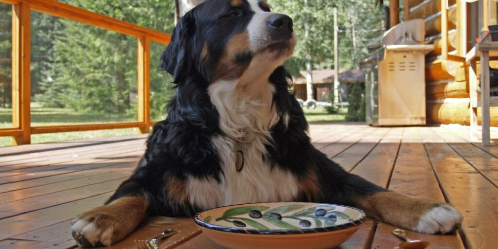 Cosa può o non può mangiare un cane?
