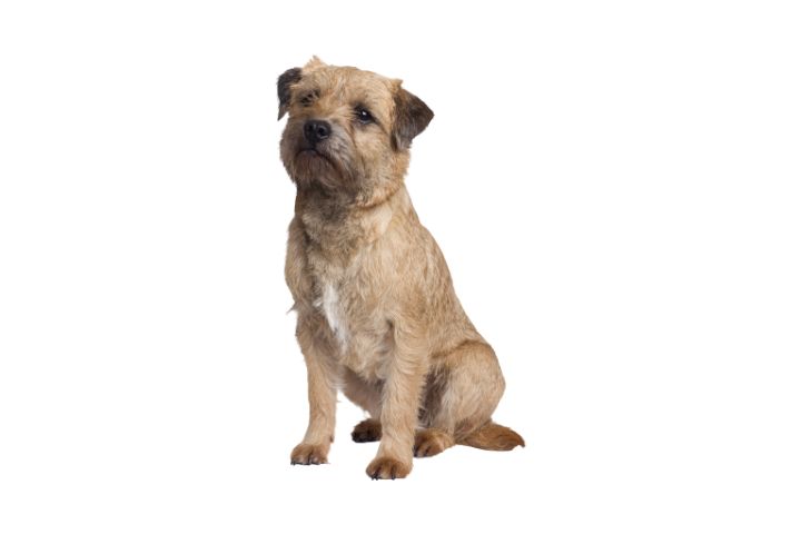 Insufficienza renale cronica nel cane: guida completa alla gestione nutrizionale