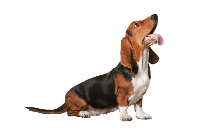 Guida all'alimentazione del cane con insufficienza renale cronica