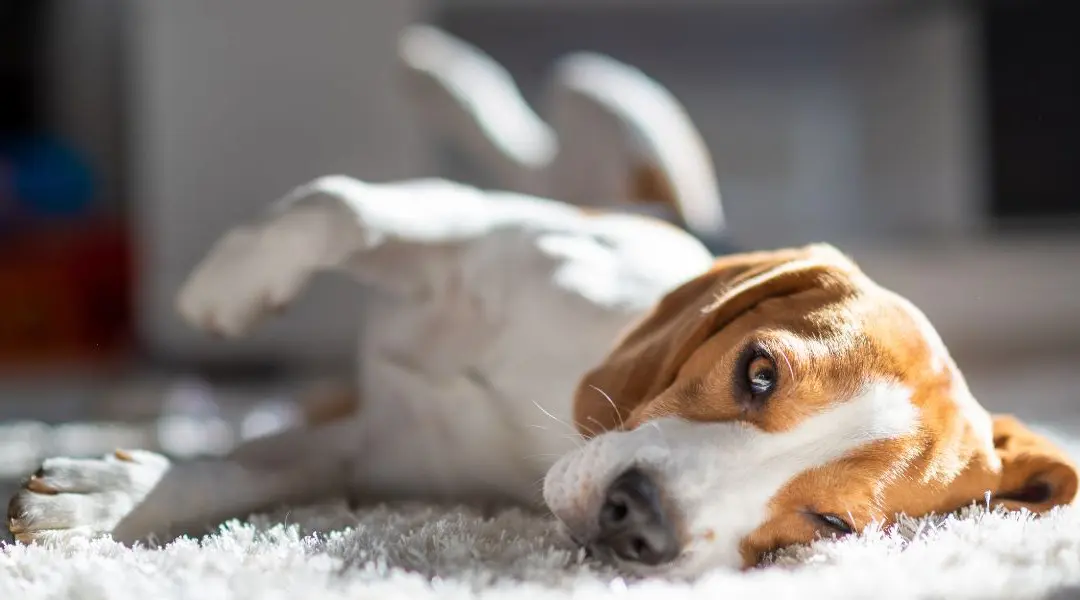 Qual è il miglior cane da appartamento?