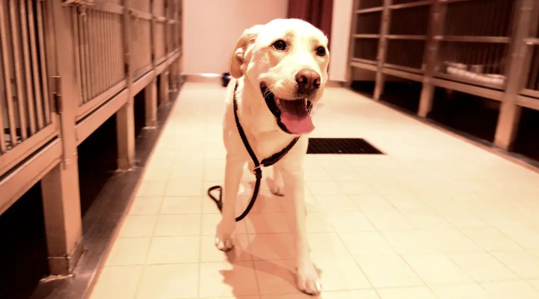 Dove posso trovare un cane da adottare?