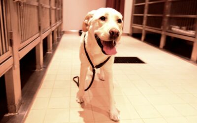 Dove posso trovare un cane da adottare?