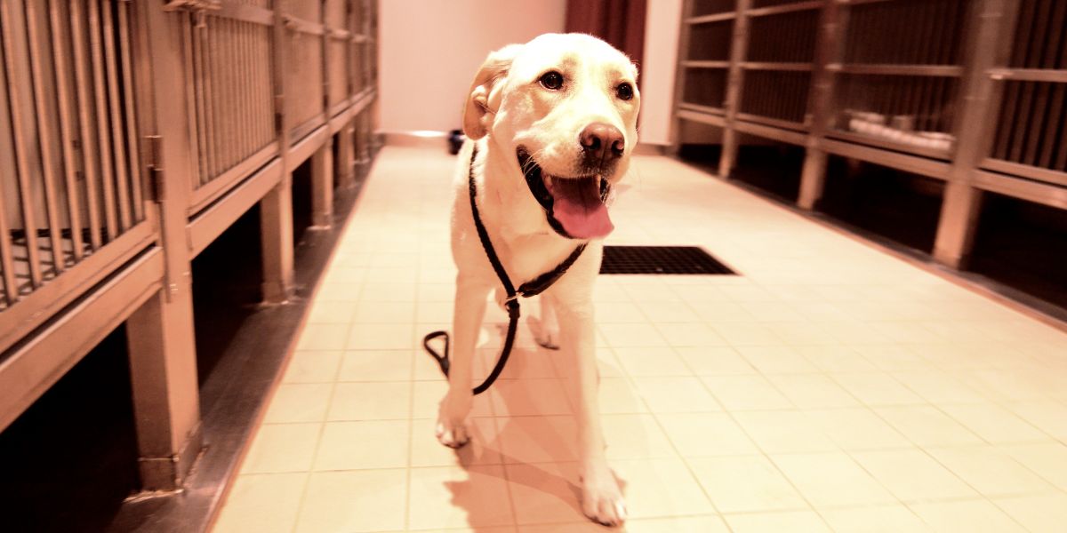 Dove posso trovare un cane da adottare?