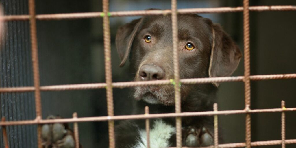 Gli errori da non commettere quando si adotta un cane