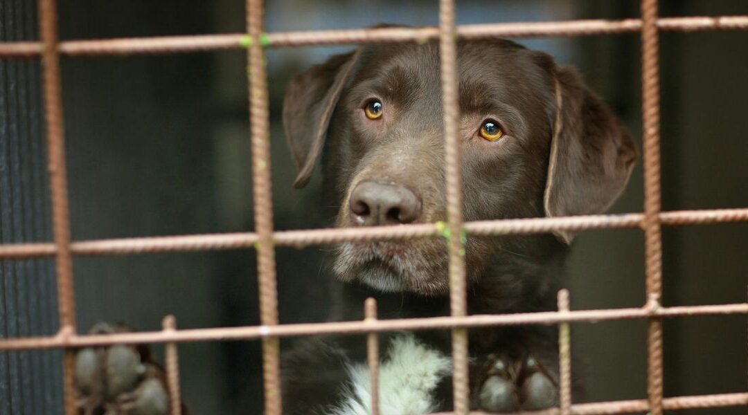 Gli errori da non commettere quando si adotta un cane