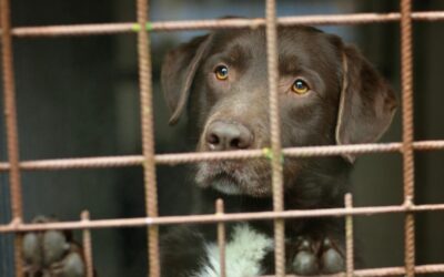 Gli errori da non commettere quando si adotta un cane