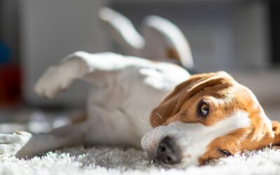 Qual è il miglior cane da appartamento?