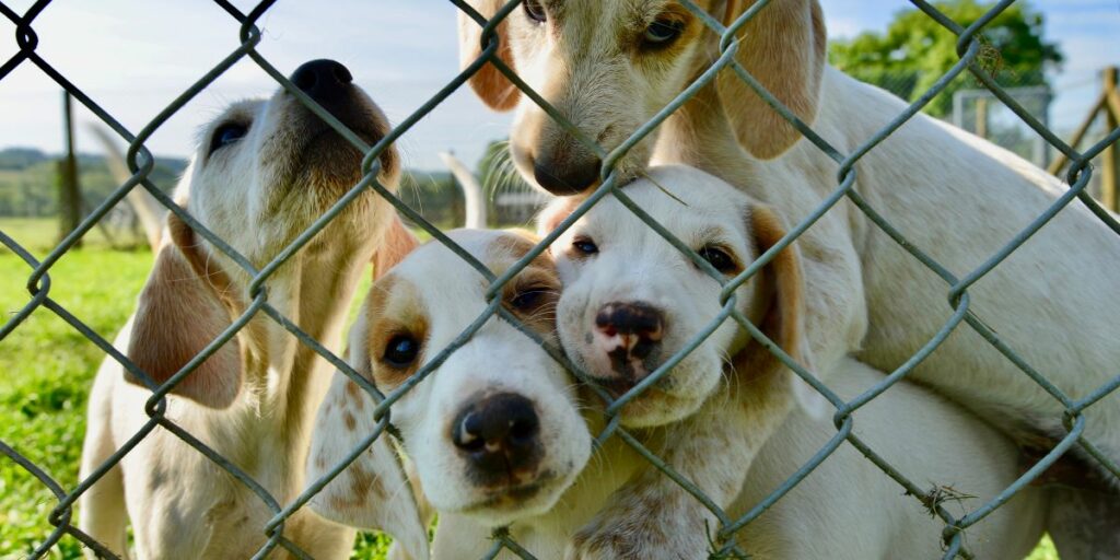 Gli errori da non commettere quando si adotta un cane