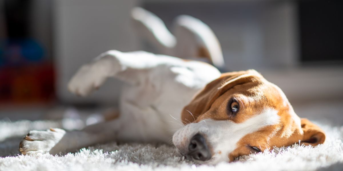 Qual è il miglior cane da appartamento?