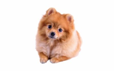 Insufficienza renale cronica nel cane: guida completa alla gestione nutrizionale
