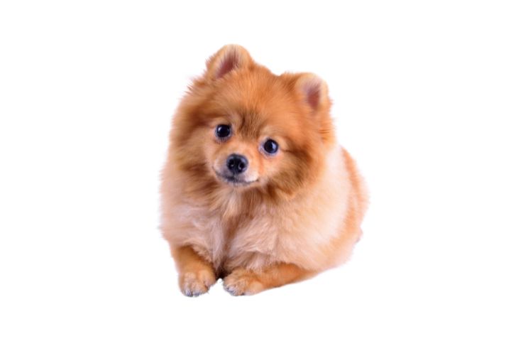 Insufficienza renale cronica nel cane: guida completa alla gestione nutrizionale
