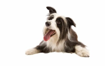 Guida pratica all’alimentazione quotidiana del cane con insufficienza renale cronica