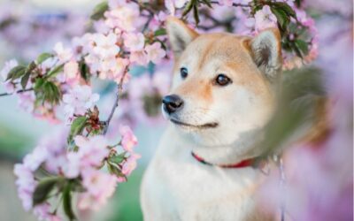 Qual è la razza di cane che non abbaia?