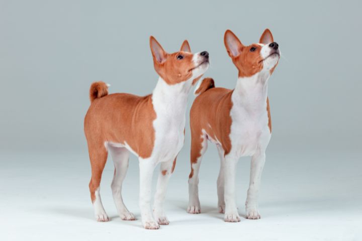 Qual è la razza di cane che non abbaia?