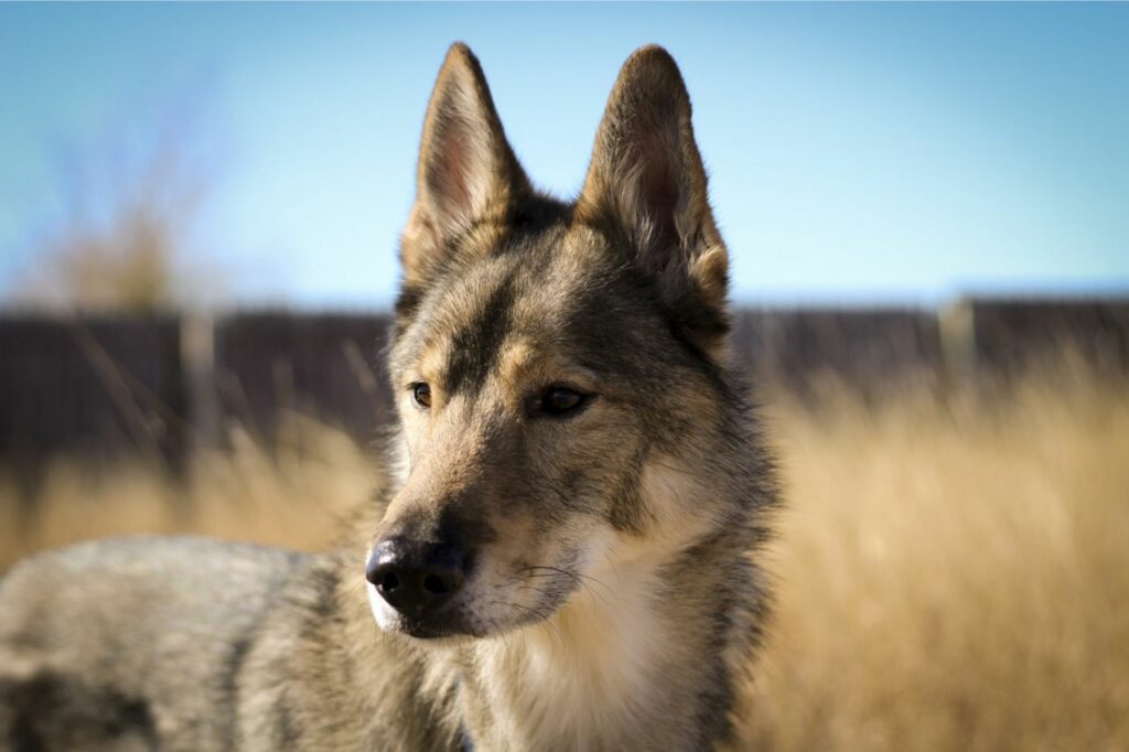 Tamaskan