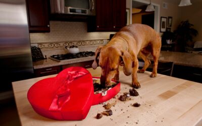 Il cioccolato e i cani: un pericolo da conoscere