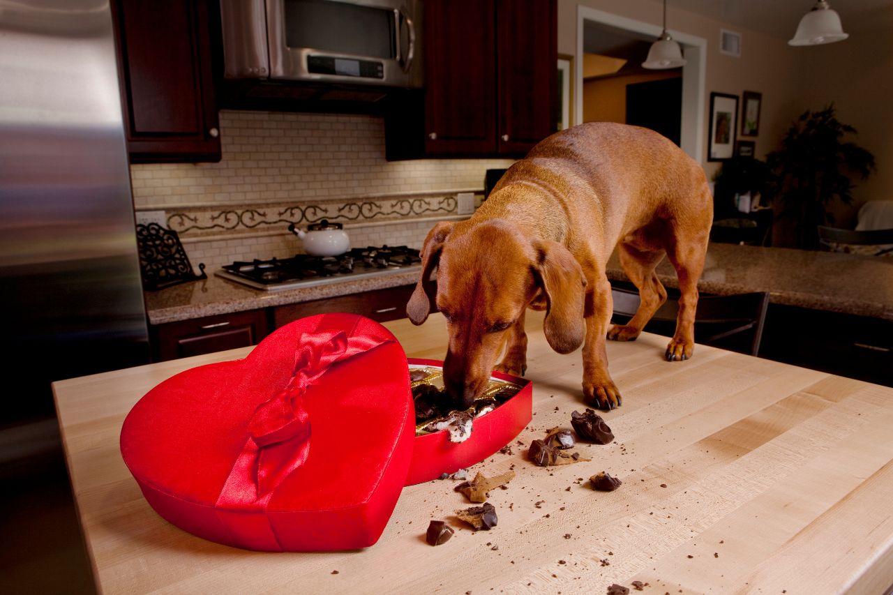 Cioccolato al cane