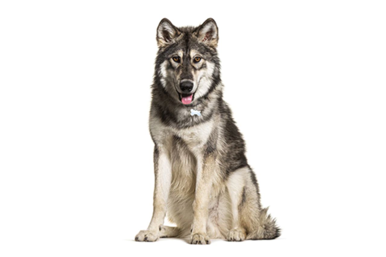 Northern Inuit