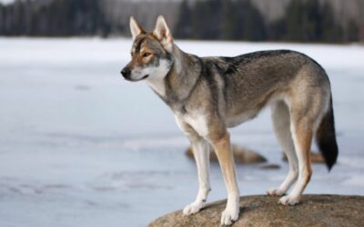 Tamaskan, il lupo potente: guida completa
