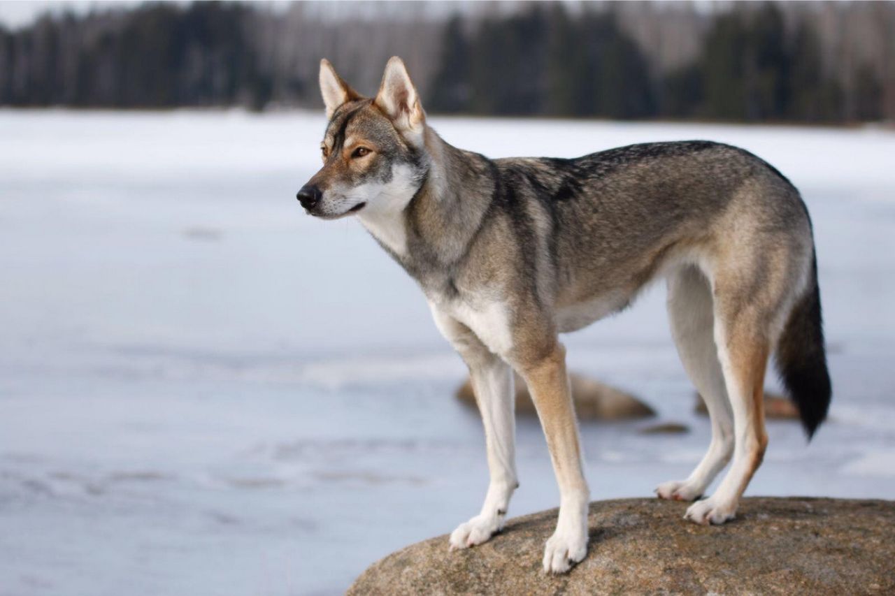 Tamaskan