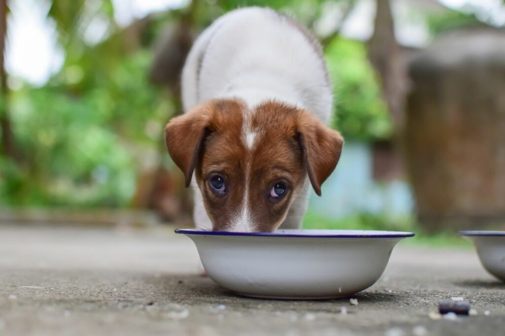 Il riso nell'alimentazione del cane