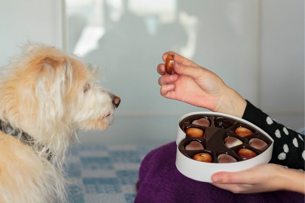 Cioccolato al cane