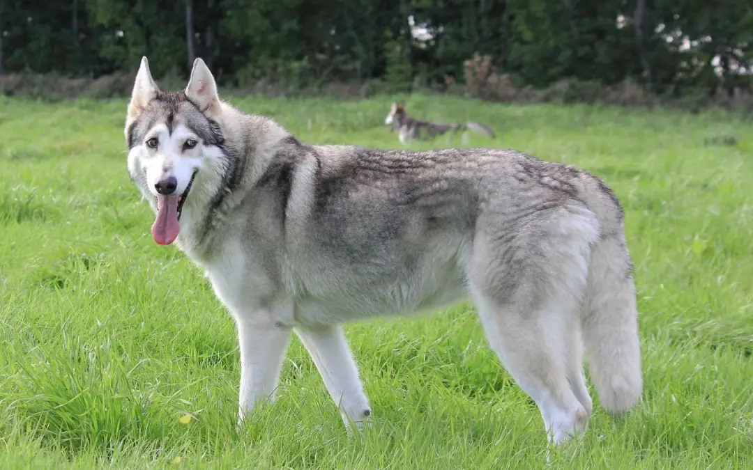Northern Inuit: standard di razza