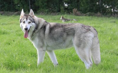Northern Inuit: standard di razza