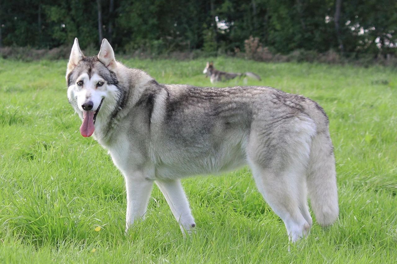 Northern Inuit