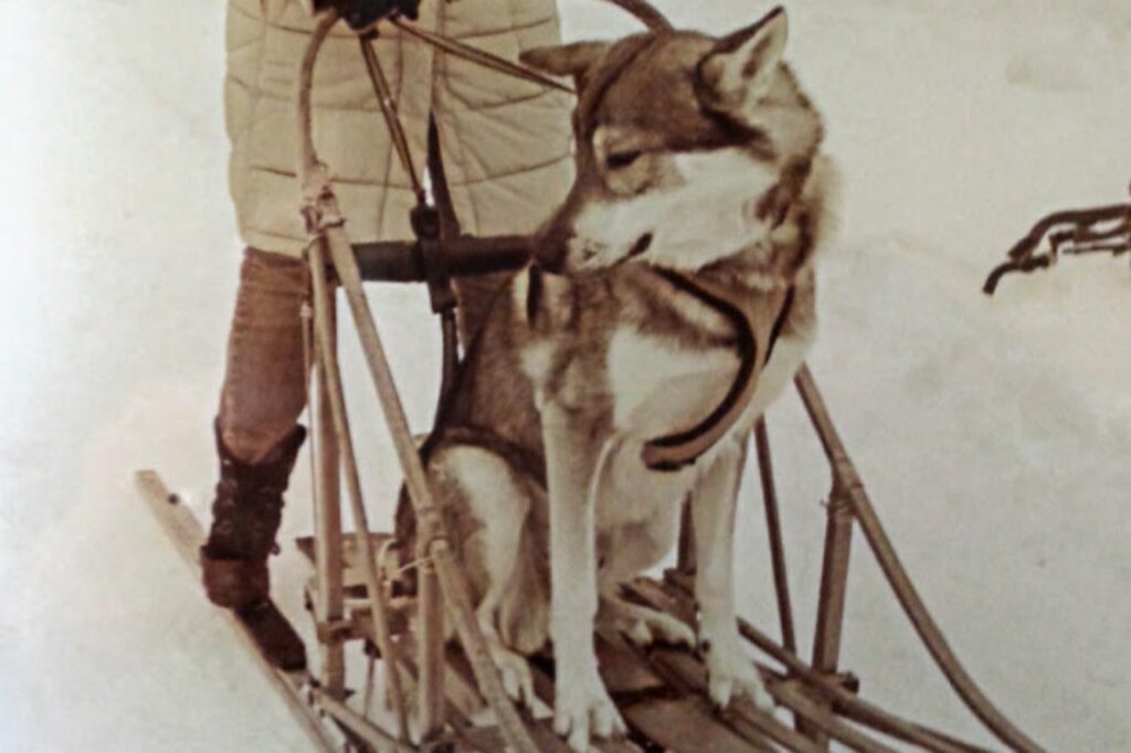 Tamaskan