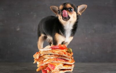 Il cane può mangiare la pizza? Rischi e pericoli spiegati dal veterinario