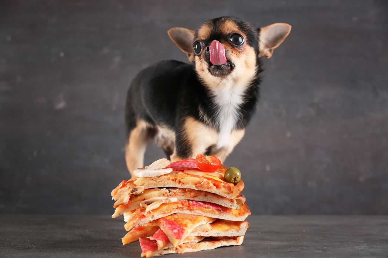Il cane può mangiare la pizza?